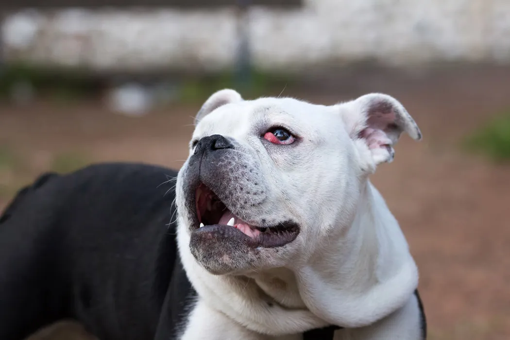 eye lid tumour