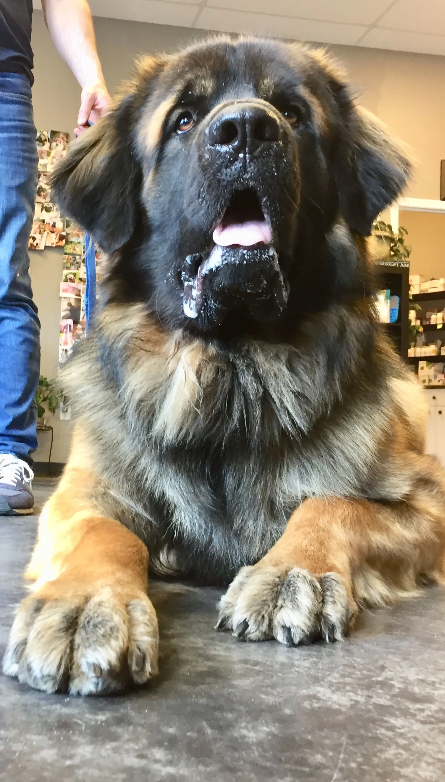 Koda