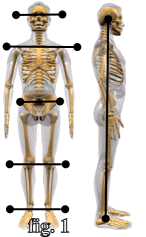 Natural position of body and spine