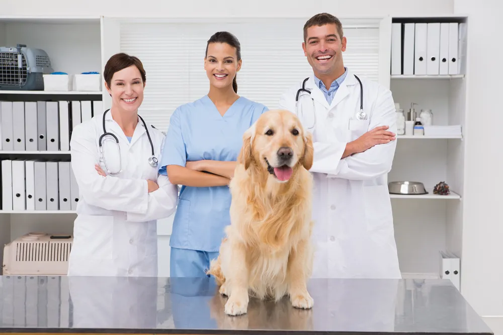 3 vets examining a dog