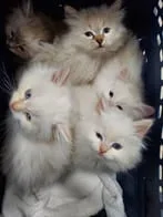 Siberian Kittens