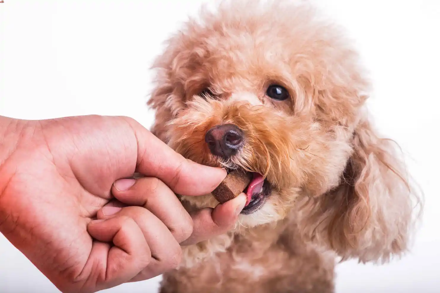 heart worm treatment