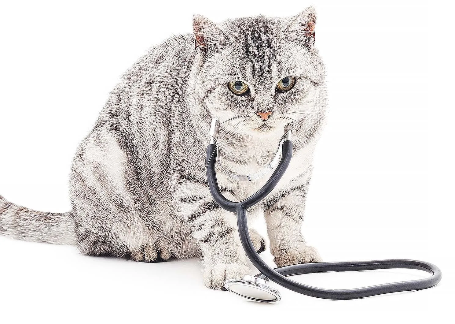 What to expect, cat in stethoscope
