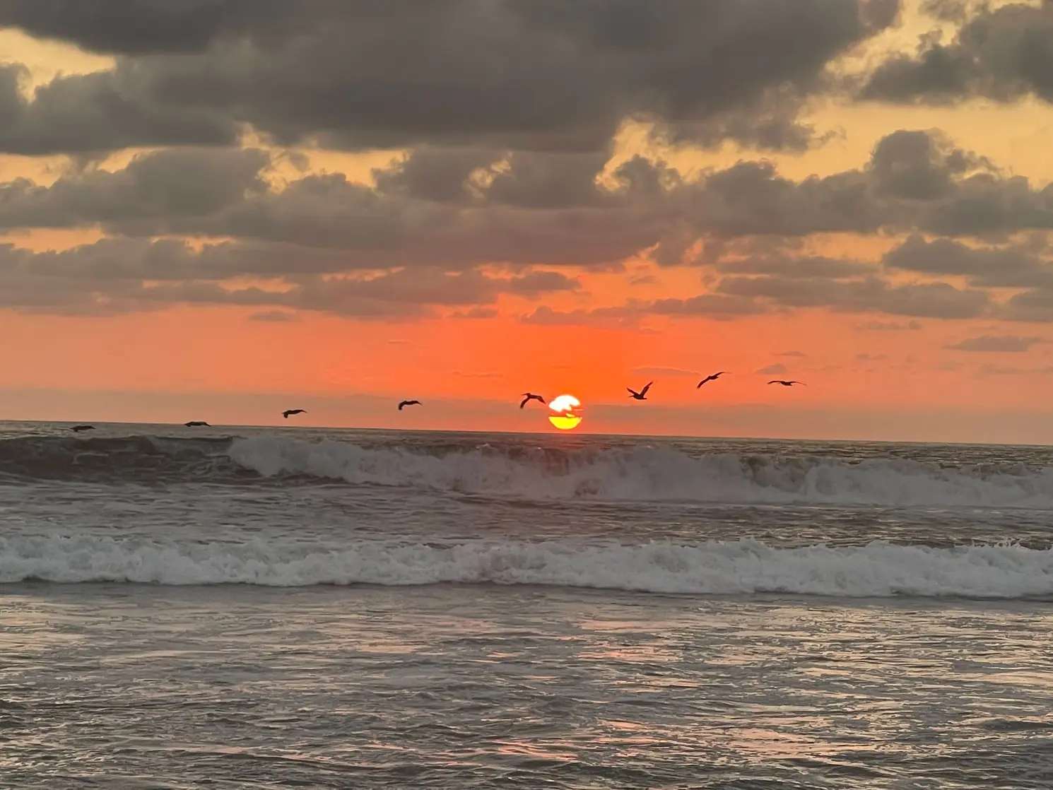 birds flying at sunset