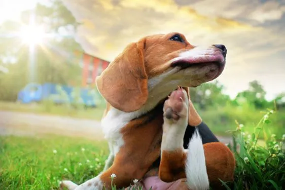 A photo of a dog scratching his neck
