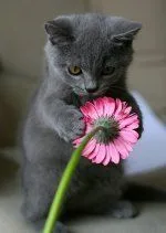 cat_flower.jpg
