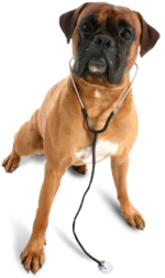 veterinarian.dog.png