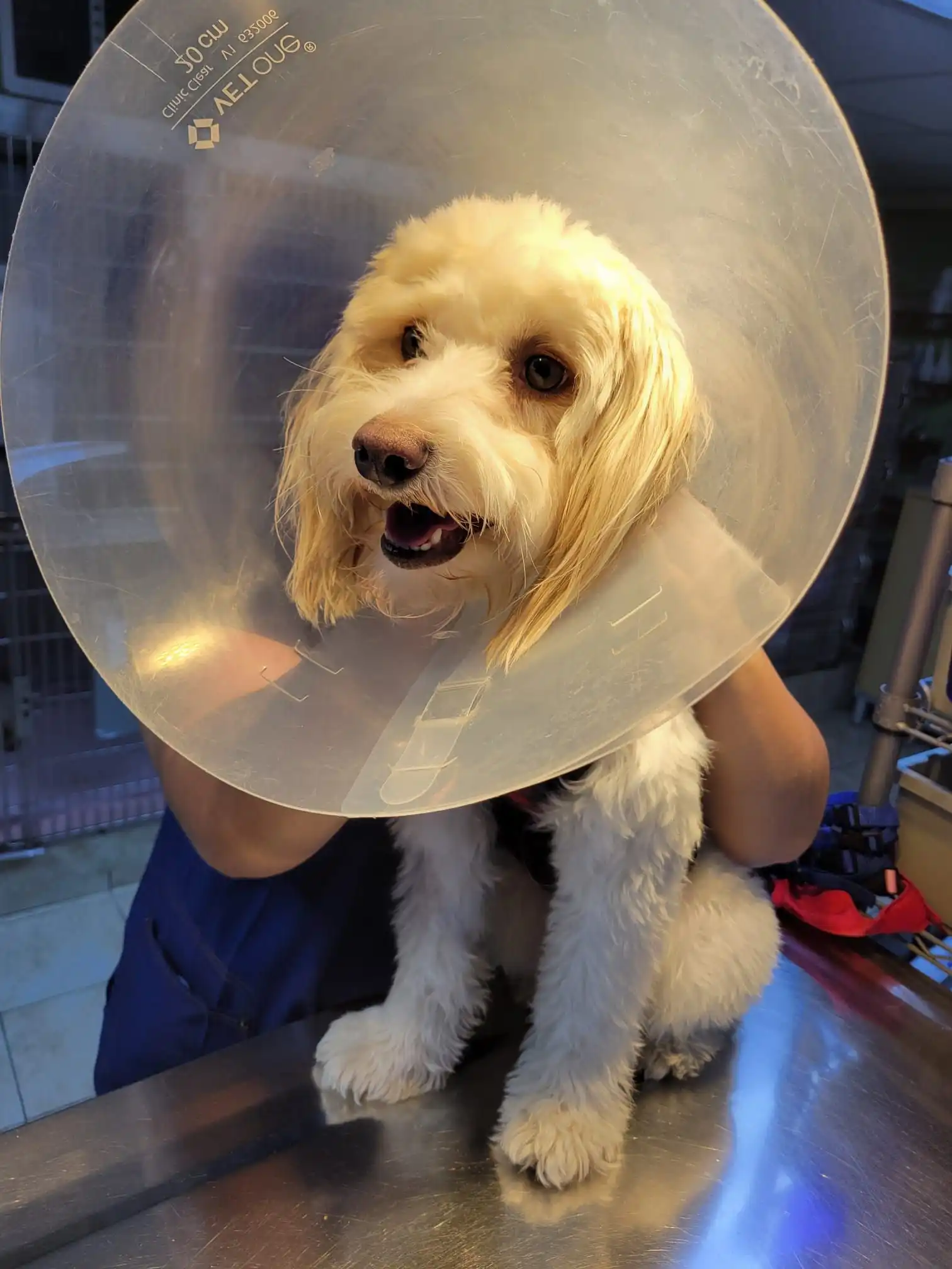 Four-Legged Team Members