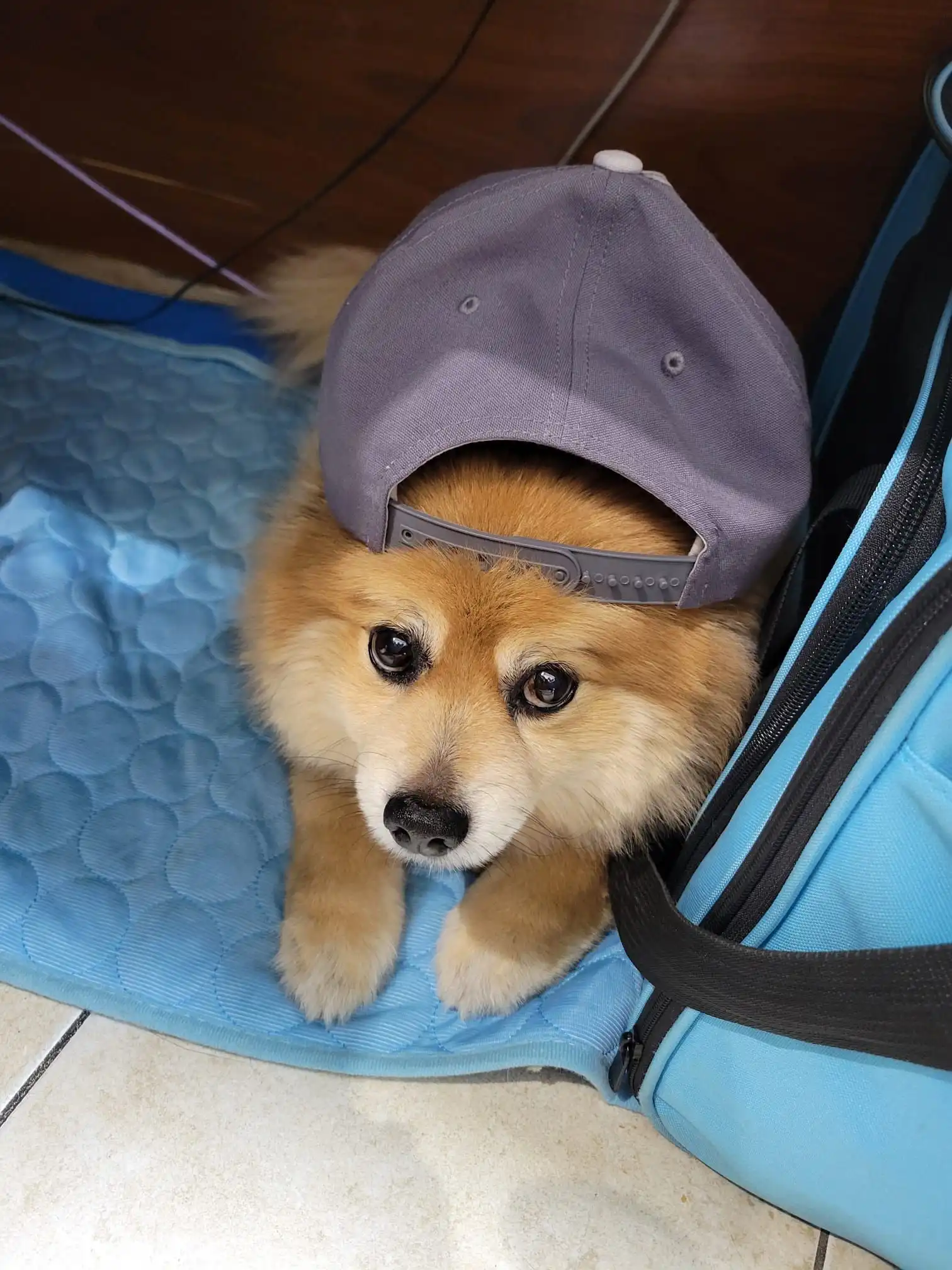 Four-Legged Team Members