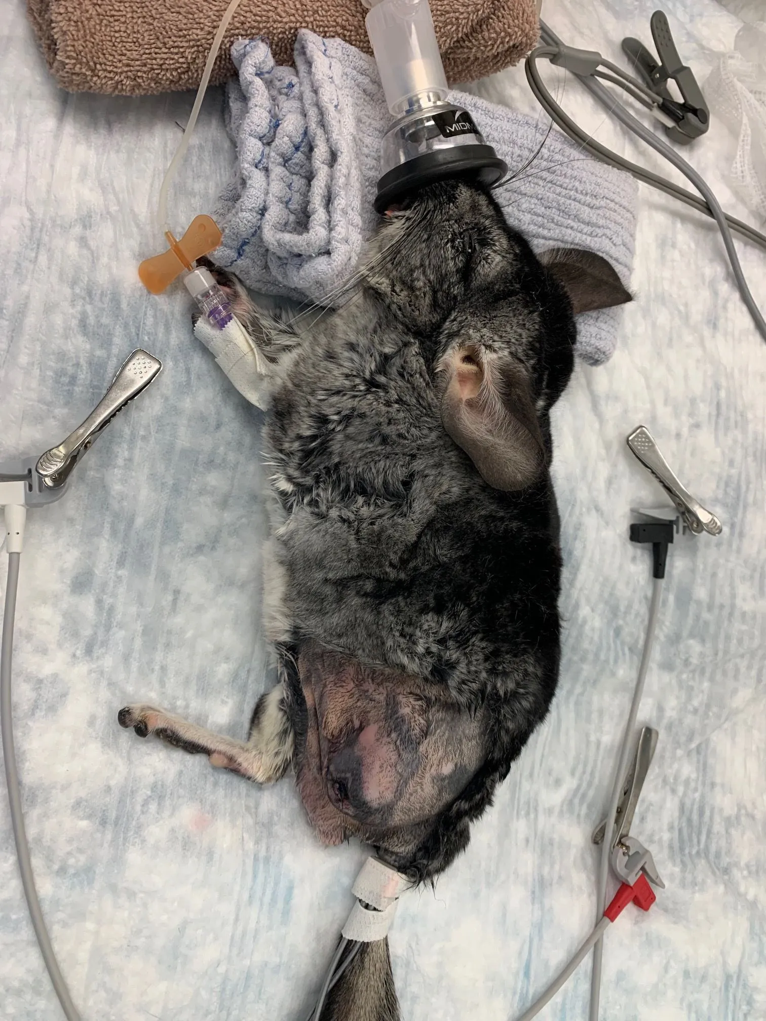 chinchilla mask anesthesia