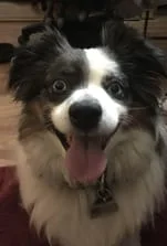 tri color dog smiling