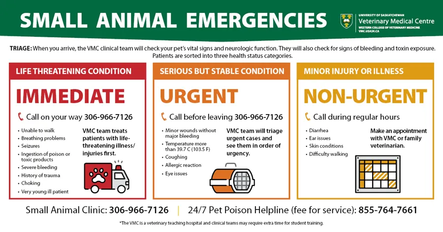 Small Animal Emergencies