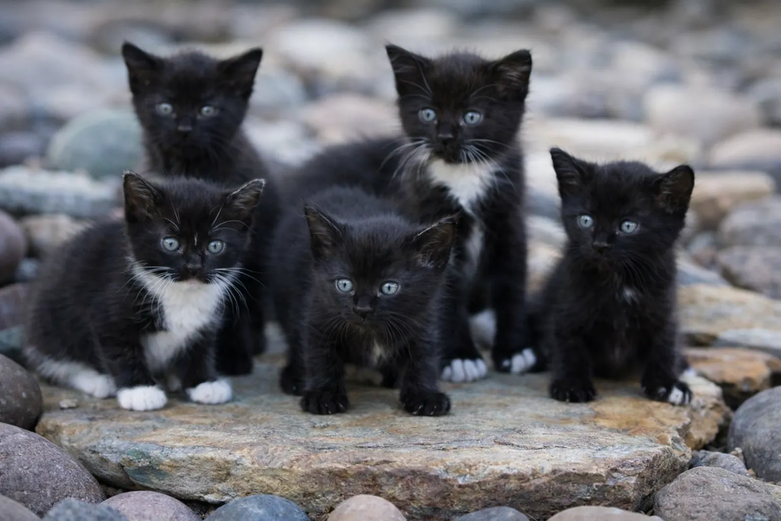 Group of kittens receiving veterinary care