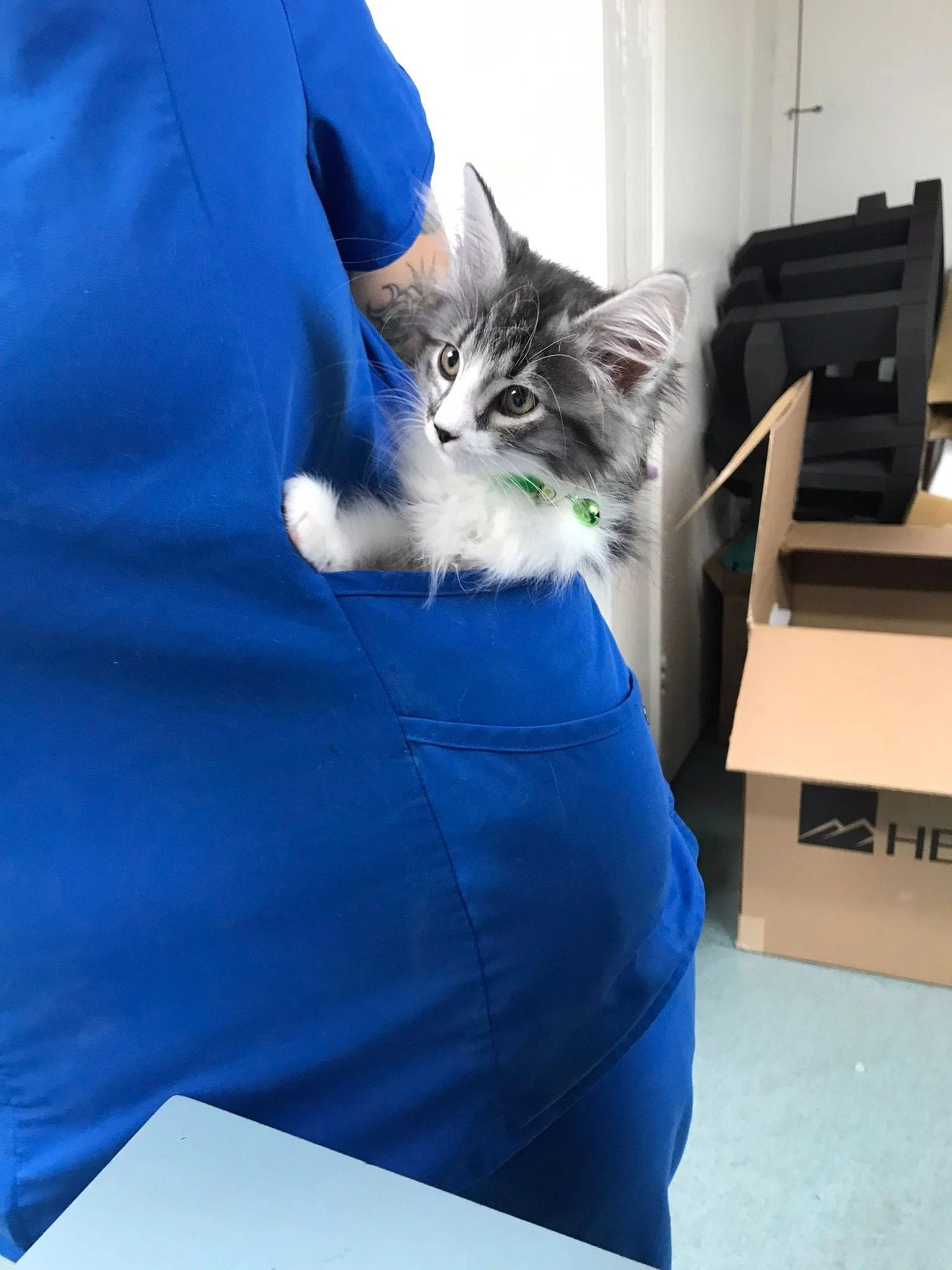 Kitten in a pocket
