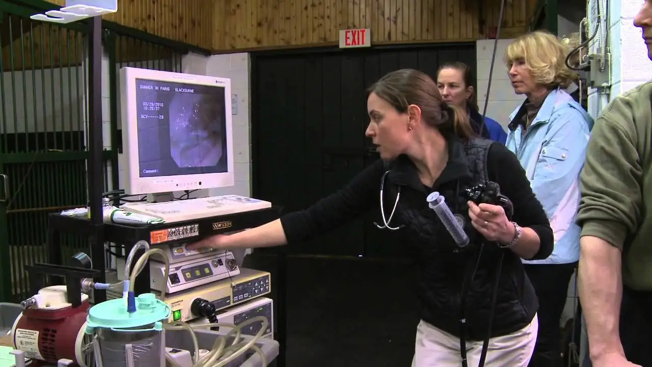 Equine Gastroscopy