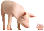 pig looking at a piggy bank