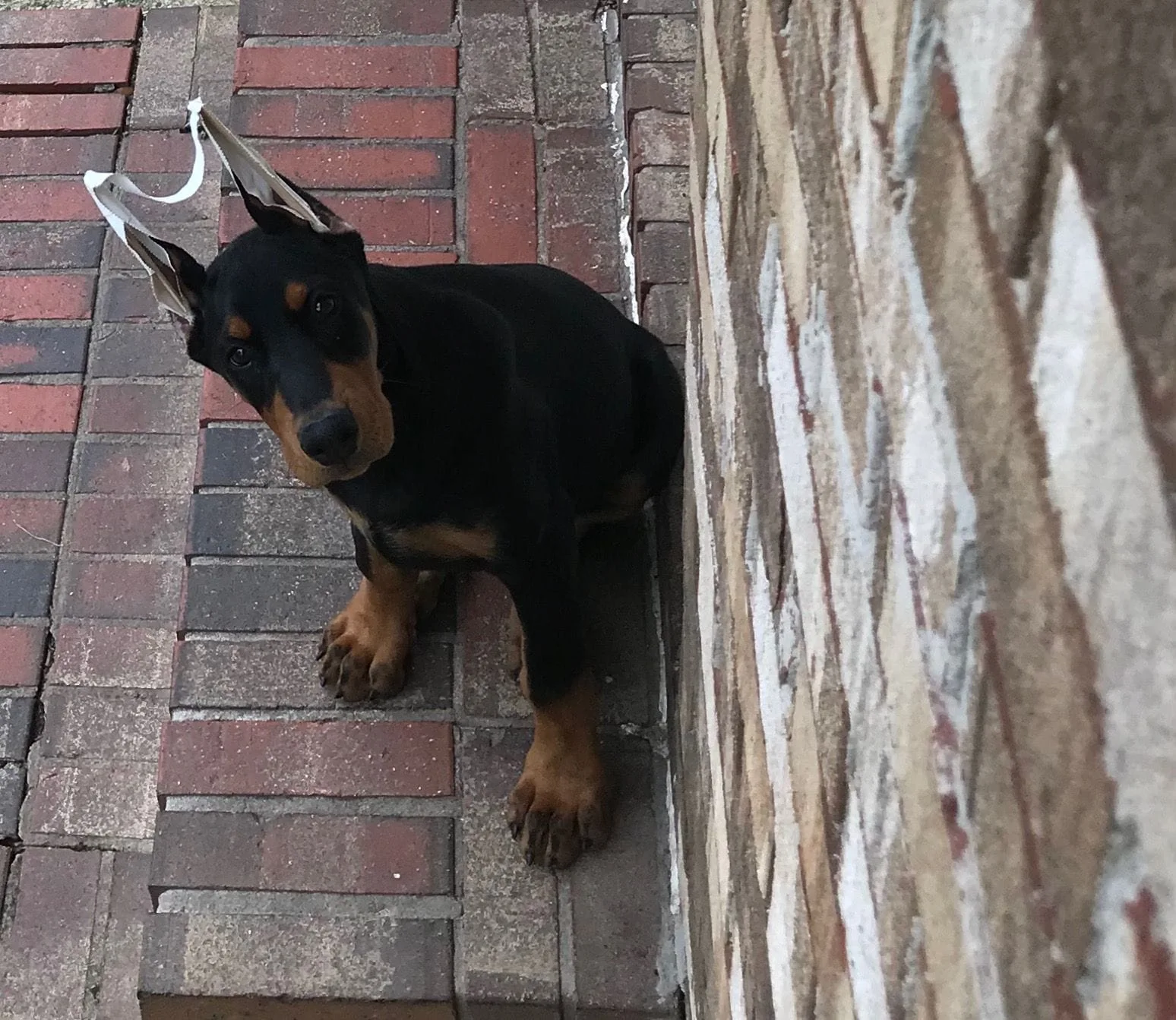 Baby Dobie with taped ears