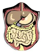 intestine