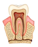 root canal Dentist, Stamford CT