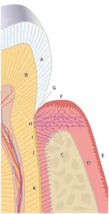 Crown Lengthening