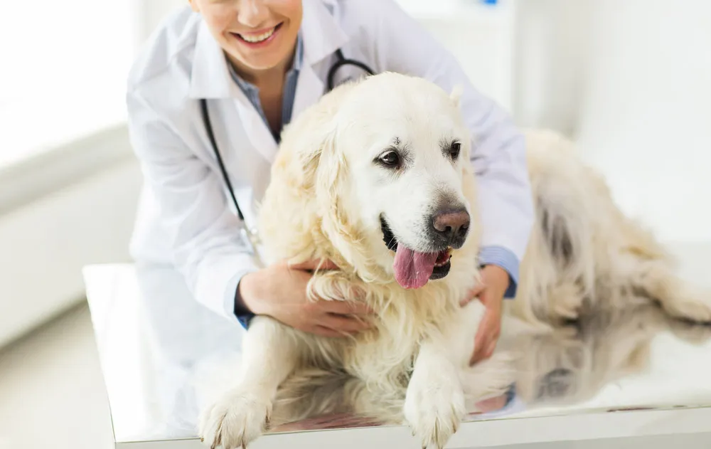 A doctor holding a dog