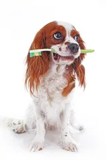dog with a toothbrush