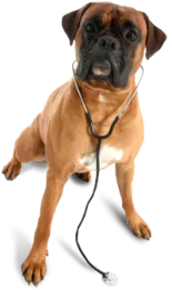 veterinarian_dog.png