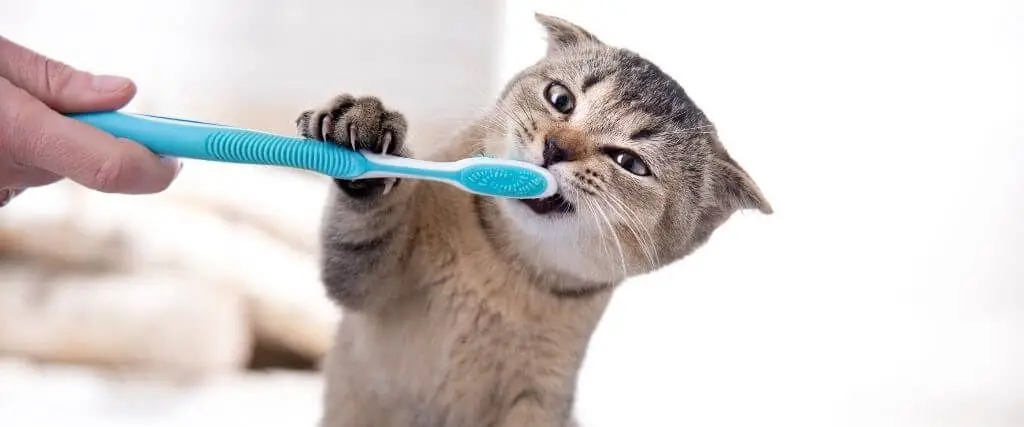 Cat Dental