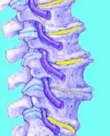 SpineSection.jpg