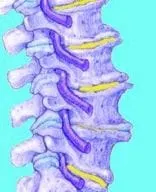 SpineSection.jpg