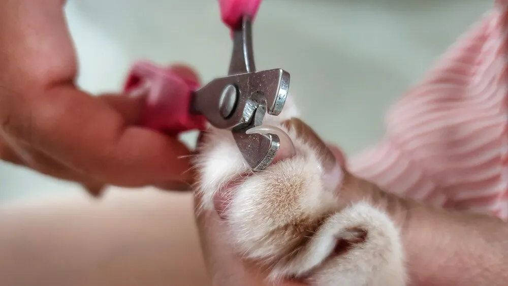 beak-and-nail-trims-for-birds