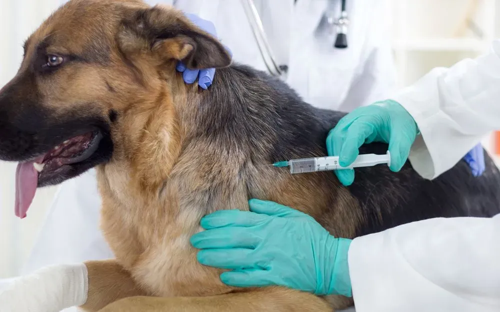 Dog-Vaccination
