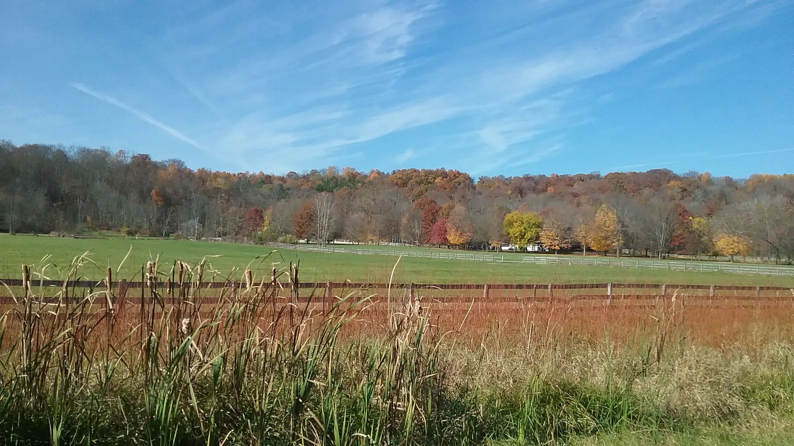 Field with trees