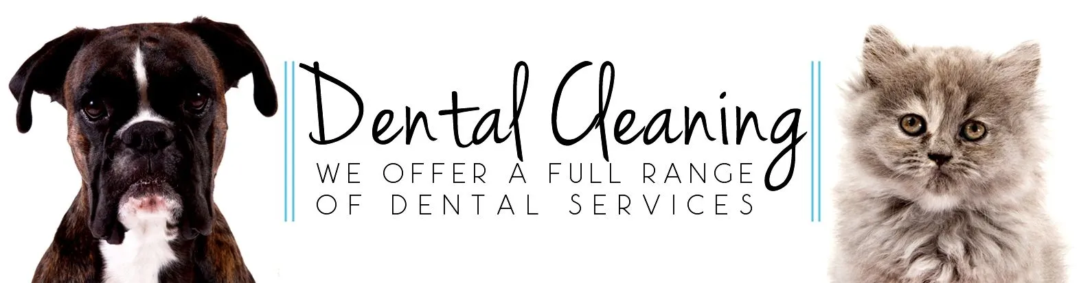 image of dental cleaning banner