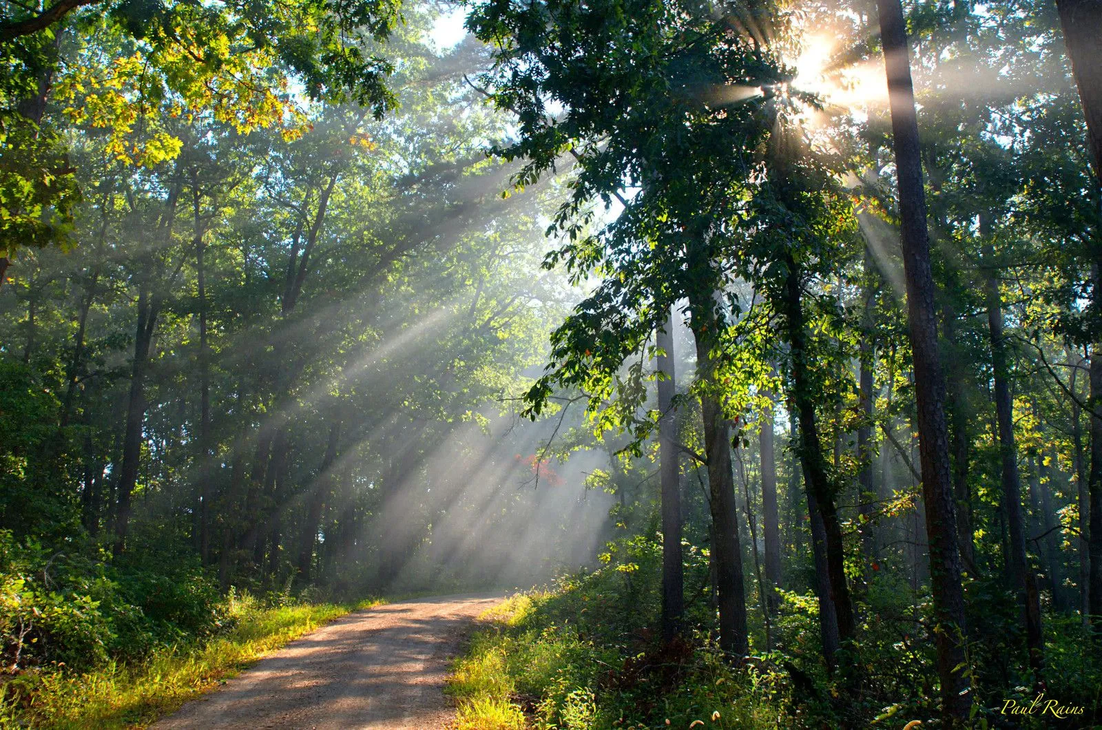 Sunshine Through the Woods
