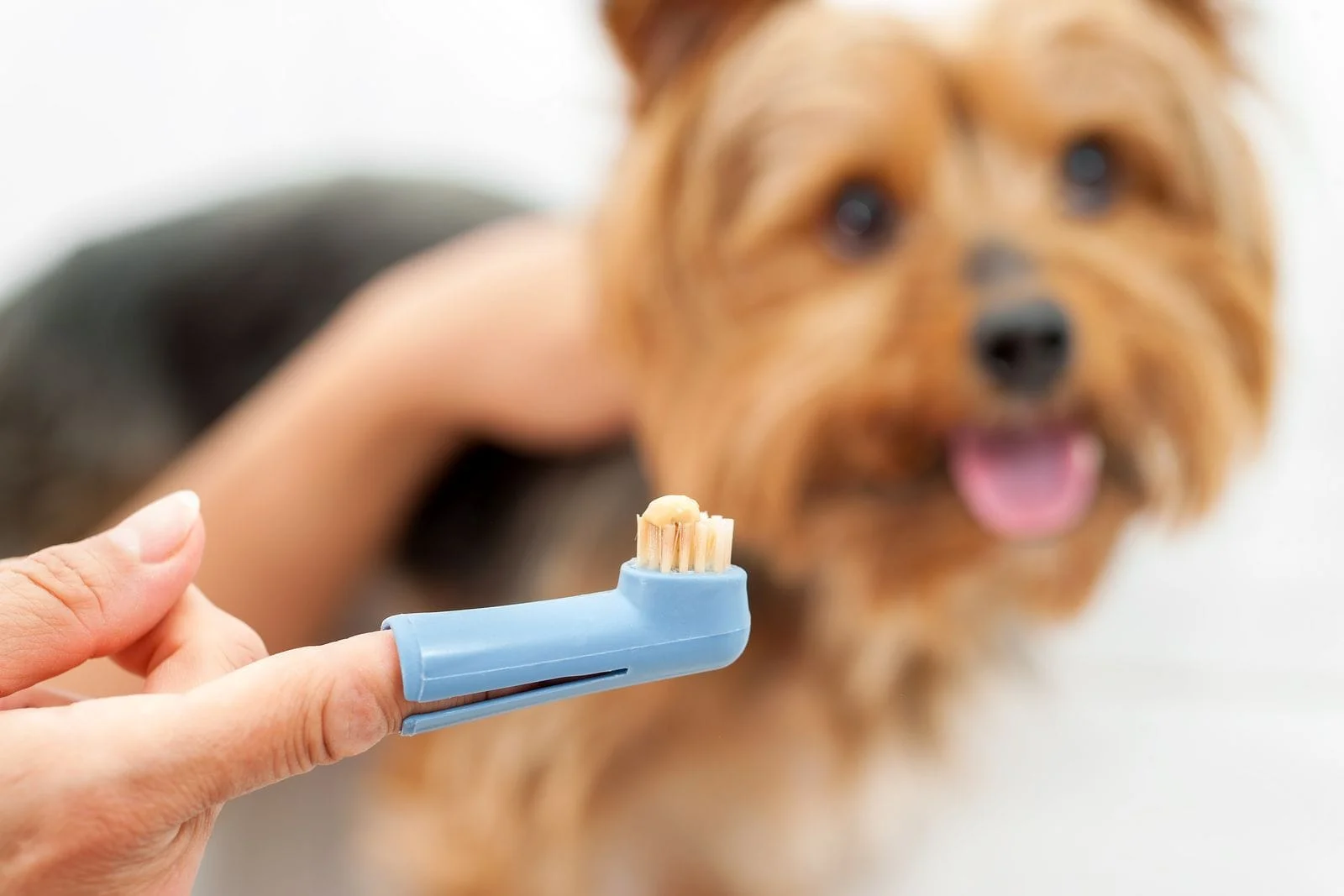 Pet Dental Care for Fort Bend County Pets
