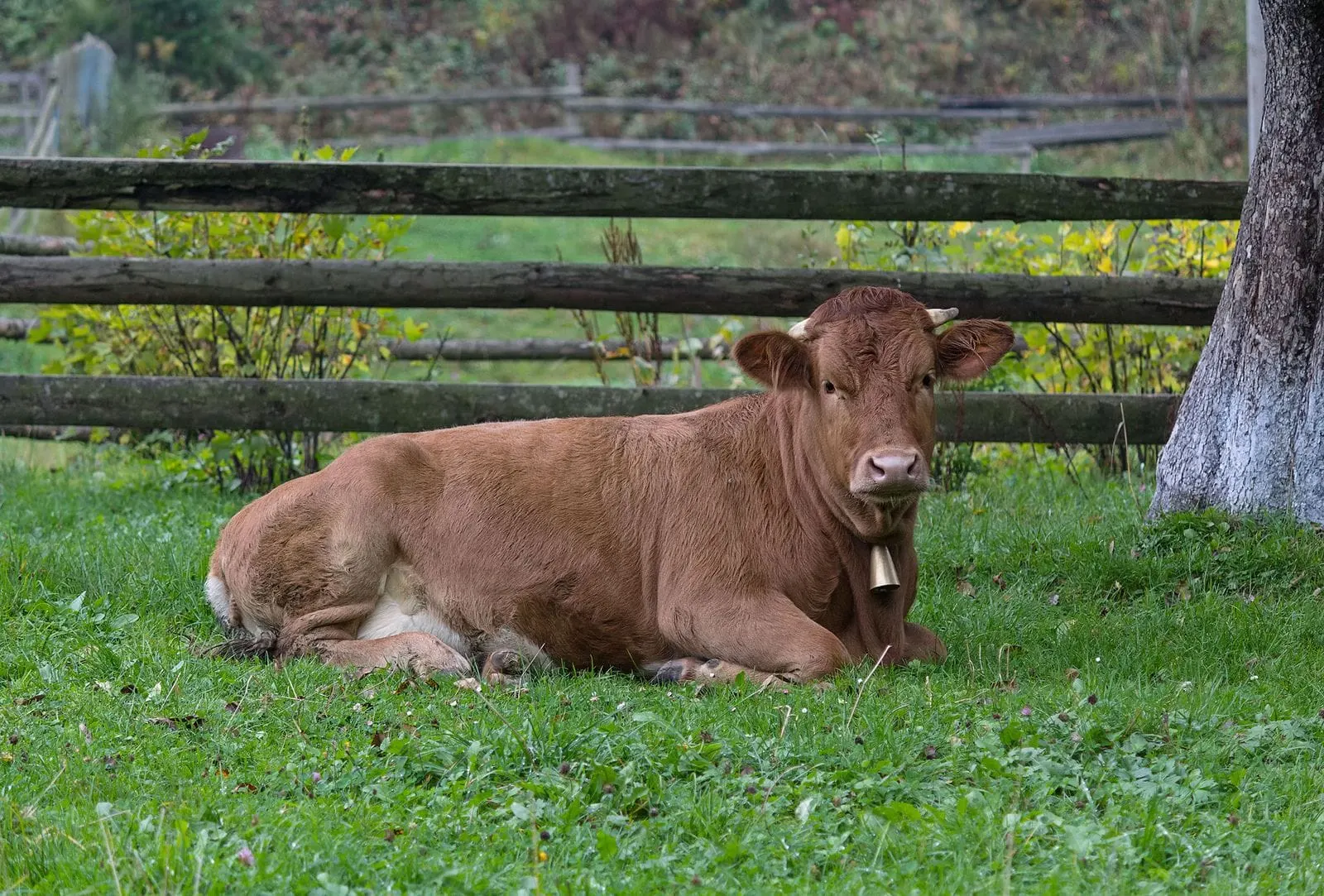 bovine sitting