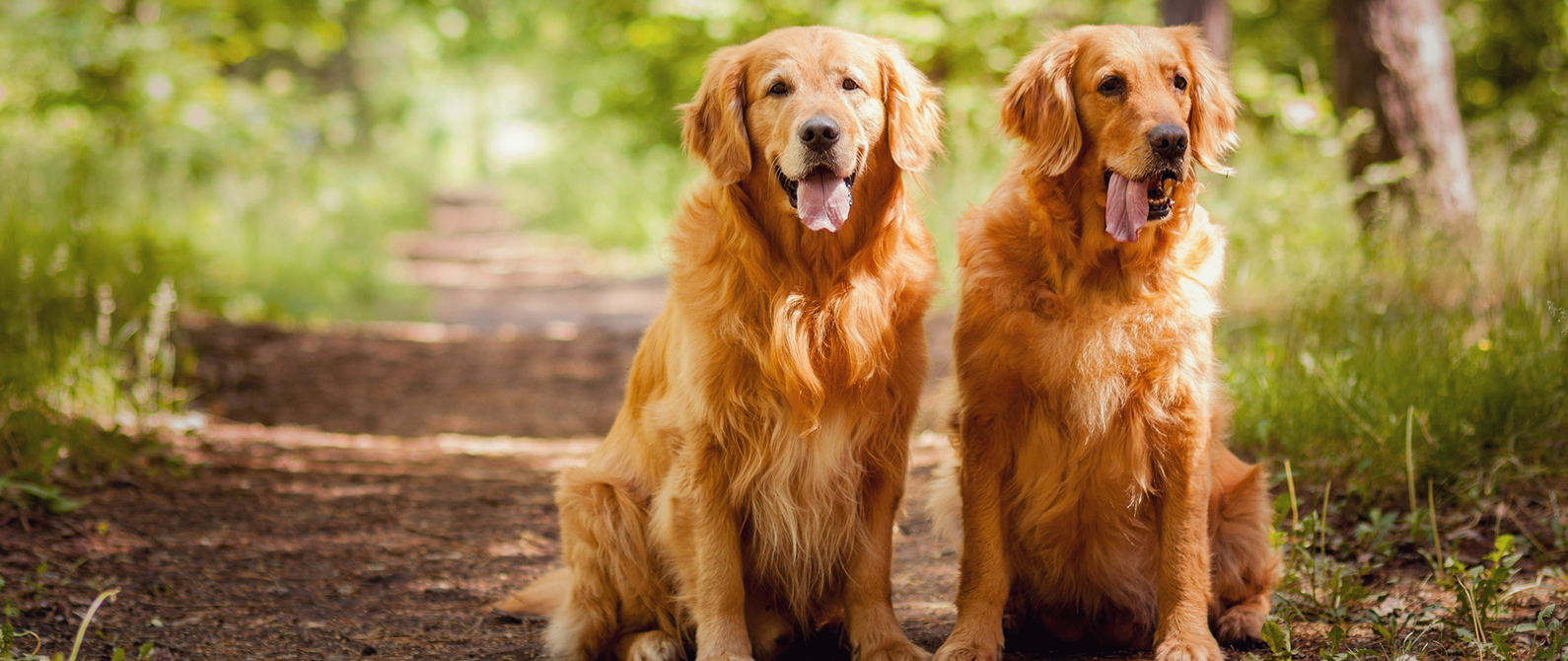 Cottonwood Small Animal Clinic