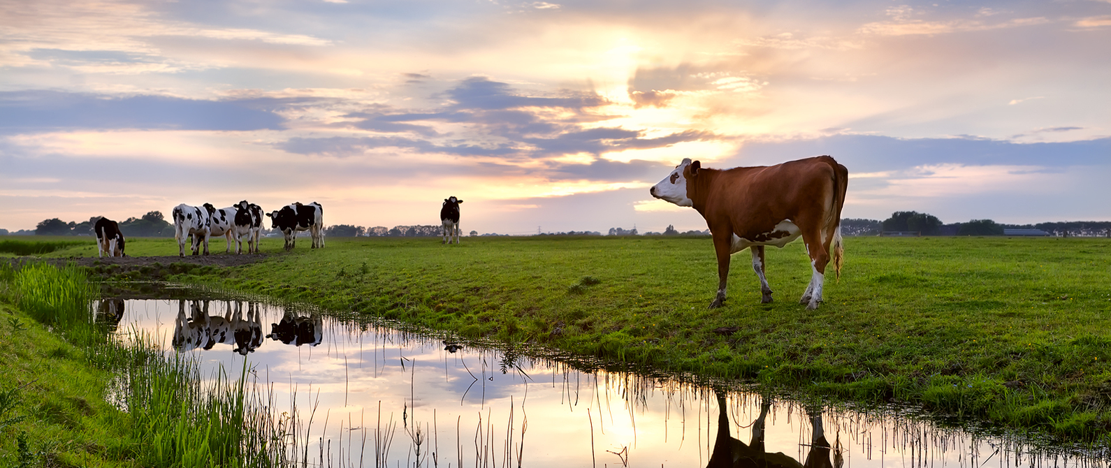 Cottonwood Small Animal Clinic