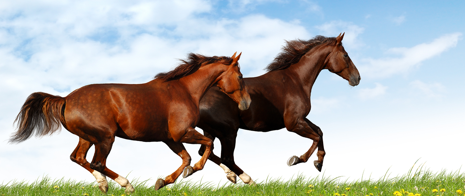 Cottonwood Small Animal Clinic