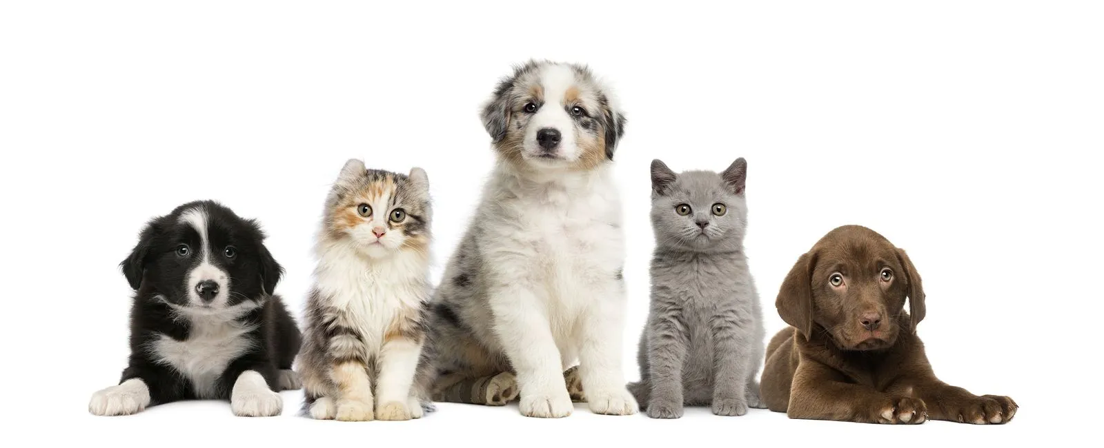 Miami veterinarian with kittens and puppies sitting together