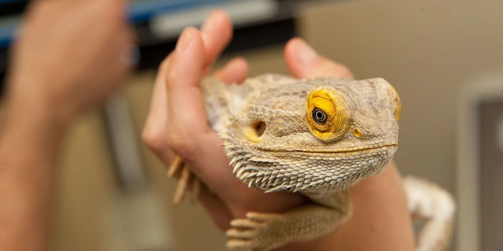 bearded dragon at the vet