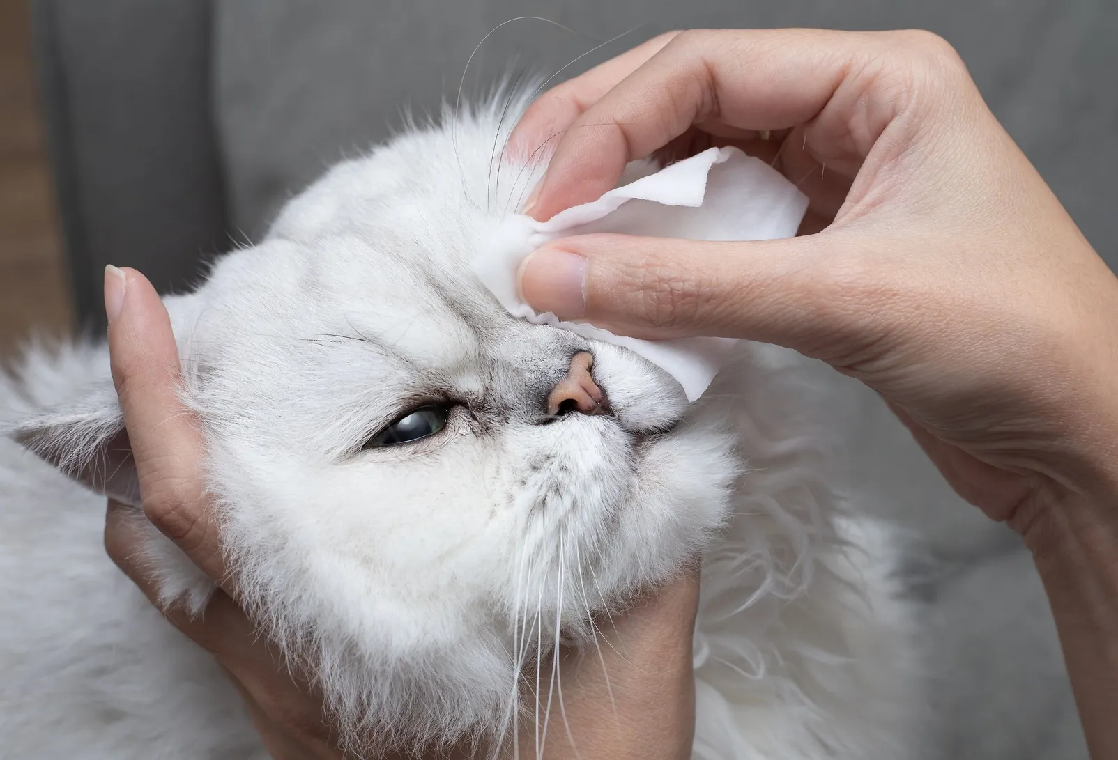 Pet Eye Infection FAQs