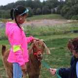 pet goat