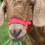 a goat eating grass