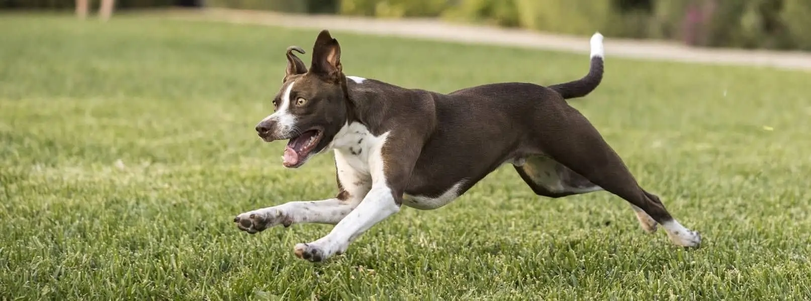 dog running