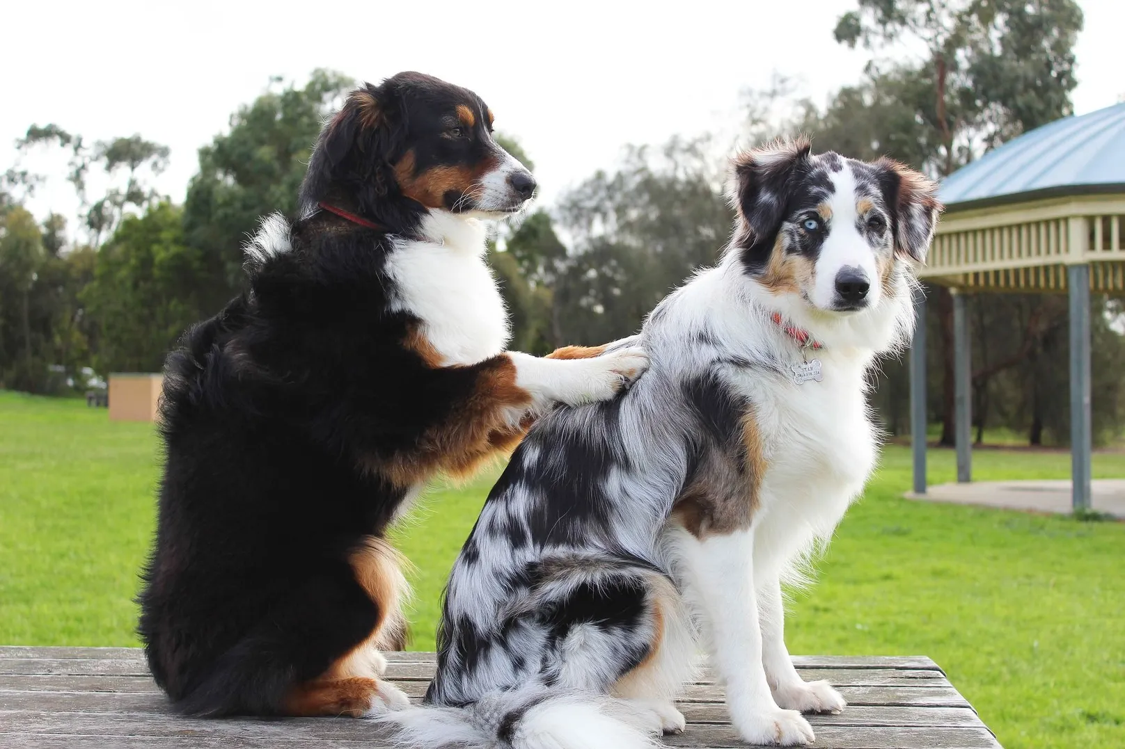 dog giving a massage