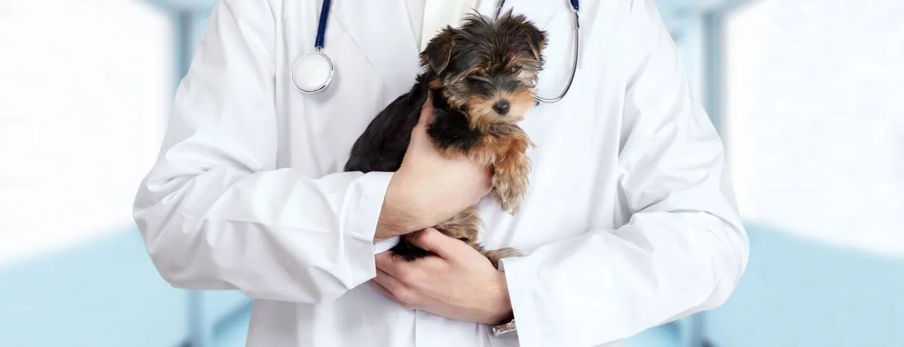 Doctor and pet