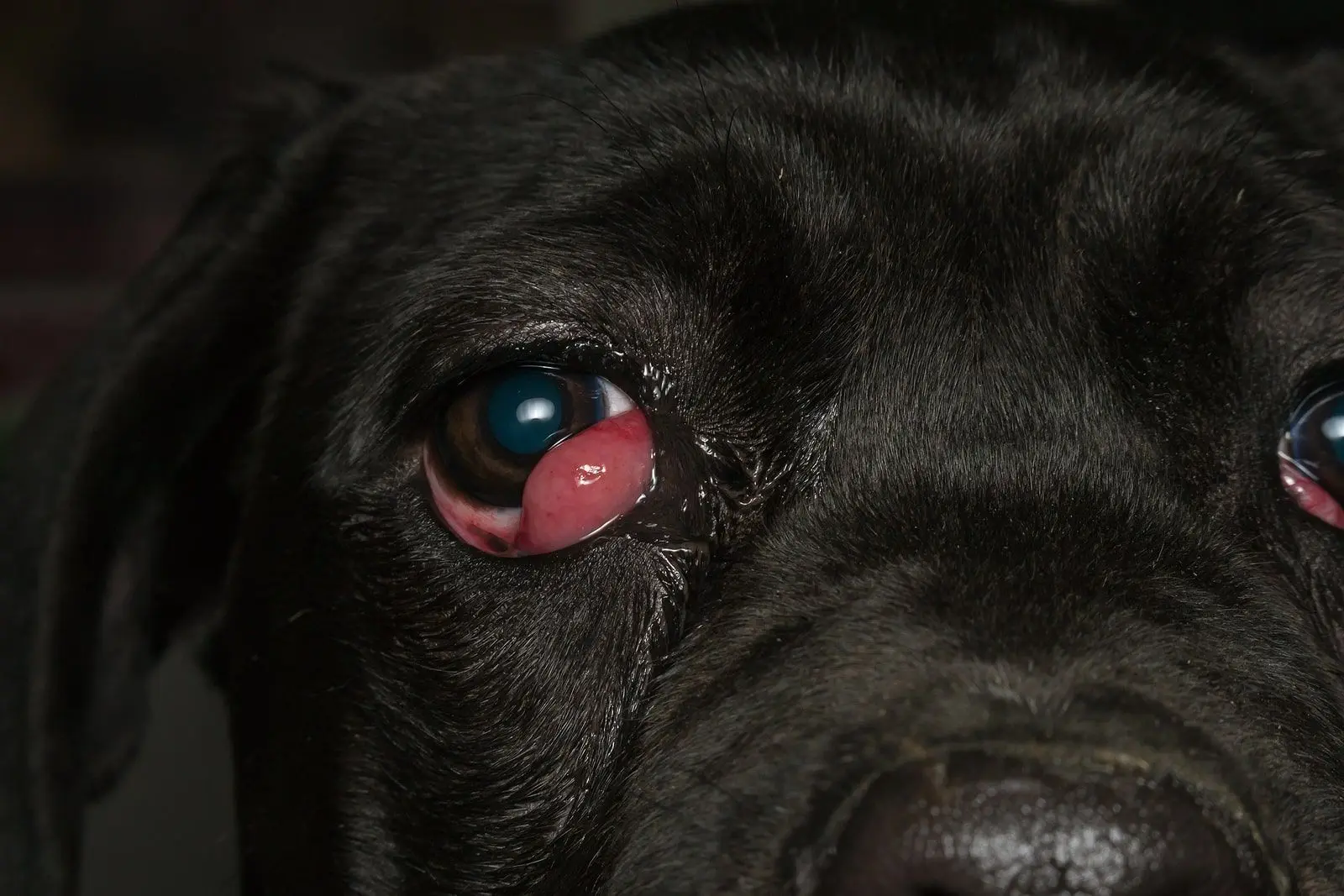 cherry eye