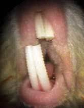 Guinea pig malocclusion of incisors